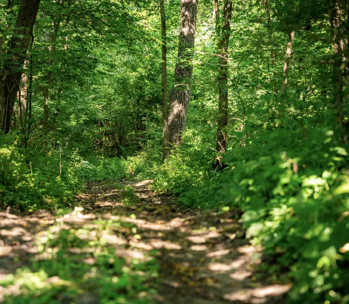 Trail in a forest